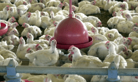 A Austrália confirma caso de gripe aviária H5N1 em mamífero